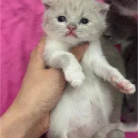 اسکاتیش بایکالر لیلاک