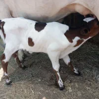گاو با گوساله با پرو