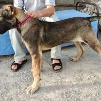 سگ سرابی|سگ|آبیک, |دیوار