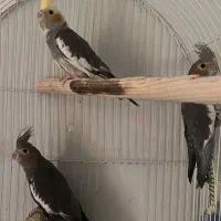 عروس هلندی ۶ماهه