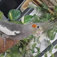 فروش عروس هلندی