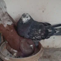 کبوتر یه جفت نر و ماده