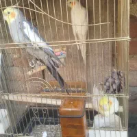 عروس هلندی