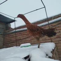 مرغ لاری اصیل