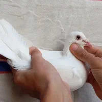 جفت کبوتر سورخ دورگ و سفید نر