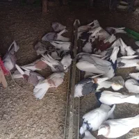 چند جفت دوکت درجه یک