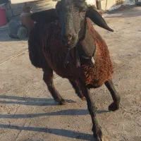 گوسفند ماده چاق