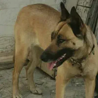 سگ مالینویز