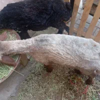 بره سالم نقلی