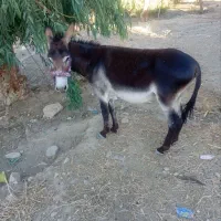 نر خر گله ای