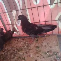 فروش ماده پر با جوجه دون خور