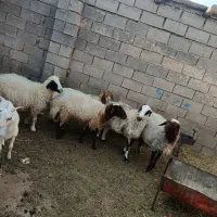 گوسفند تخمی