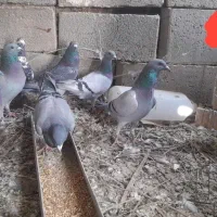 تعدادی ماده ذات مسافتی