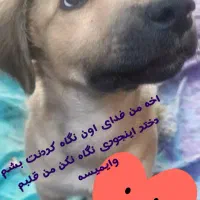 واگذاری سگ رایگان