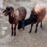 گوسفند