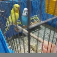 مرغ عشق