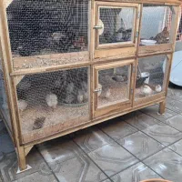 حراج جوجه و قفس باهم