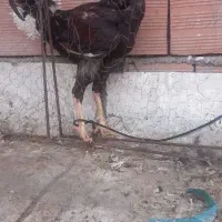 خروس لاری اصل