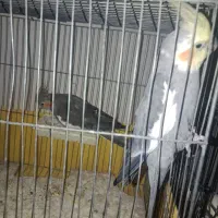 عروس هلندی