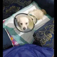 سگ خانگی|سگ|شیراز, رکن‌آباد|دیوار