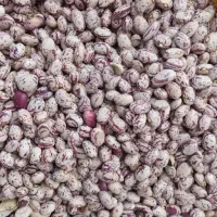 لوبیا چیتی بوجاری درجه یک سرحد اقلید
