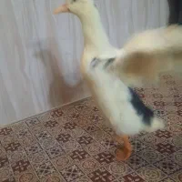 اردک