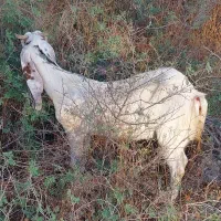 فروش بز گلابی دورگ