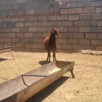 بره همو