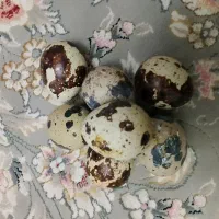 تخم بلدرچین