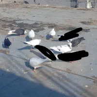تعدادی کبوتر