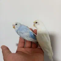 مرغ عشق