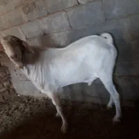 نر دو رگ اصل