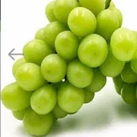 نهالستان پارسیان نیشابور