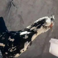 مرغ گلین چهل تاج