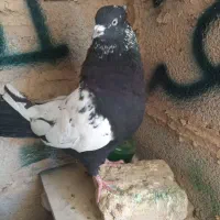 کبوتر
