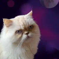 آموزش خصوصی نگهداری گربه زالوو حلزون