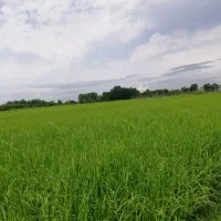 زمین باغی در بهترین لوکیشن گناباد