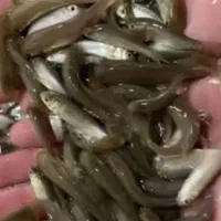 بچه ماهی سفید دریای خزر
