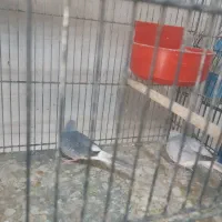 پرنده کبوتر
