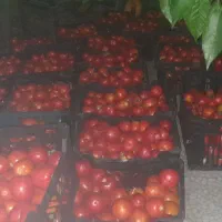 گوجه و بادمجون ارگانیک بدون سمپاشی کیلویی ۴۰ هزار