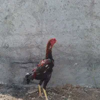 خروس لاری و جوجه لاری