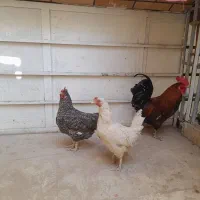 مرغ و خروس خانگی تخم گذار