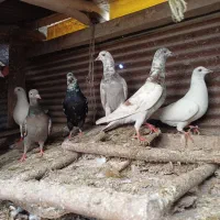 کبوتر پرشی