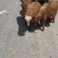 بره نر