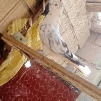 کبوتر کاشانی کلکسیونی