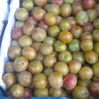 گوجه سبز‌ . آلوجیگری
