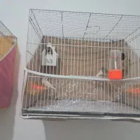 ۳ جفت فنچ  کار داده با لونه
