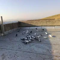 سلام نزدیک 40عددکبوتر