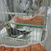 یک جفت عروس هلندی و یک نر