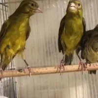 قناری سبز چمنی